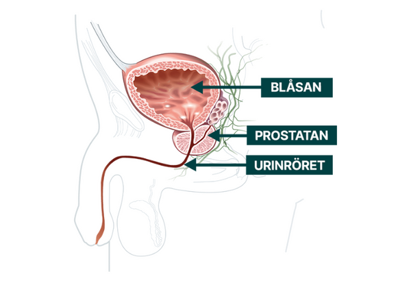 Har du en normal prostatafunktion?