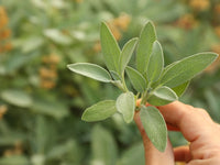 Salvia – örtguide för den svenska kryddträdgården och köket