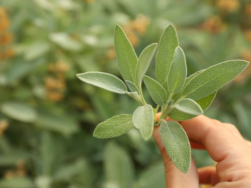 Salvia – örtguide för den svenska kryddträdgården och köket