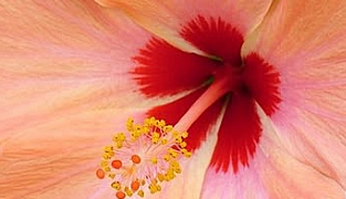 Kosttillskott Hydrolet, 90 tabletter, stödjer njurarnas vätskeförmåga med åkerfräken, maskros och hibiskus.