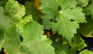 Venolet kosttillskott med rödvinsblad, druvkärnor, tallbark och vitamin C, 60 tabletter för blodcirkulation och hudförbättring.