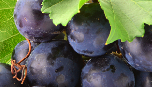 Venolet kosttillskott med rödvinsblad, druvkärnor, tallbark och vitamin C, 60 tabletter för blodcirkulation och hudförbättring.
