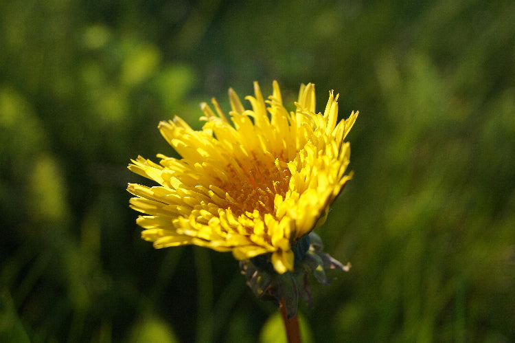 Redina