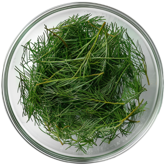 Wellvita Silica + zink kosttillskott för hud, hår och naglar med åkerfräken och zink.