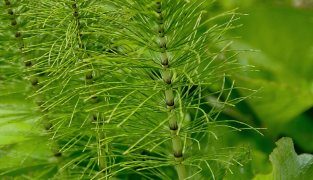 Förpackning med Hair Grow kosttillskott för hårväxt, innehållande biotin, zink och åkerfräken, 60 tabletter.
