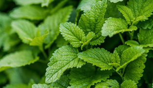 Sedaforte kosttillskott, 60 tabletter, med citronmeliss, humle, kamomill och schisandra för avslappning och sömn.