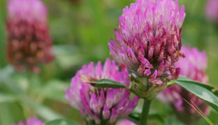 Menoflora kosttillskott med rödklöver, salvia och vitamin B6, 60 tabletter.