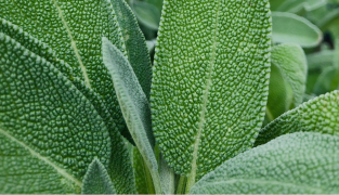 Menoflora kosttillskott med rödklöver, salvia och vitamin B6, 60 tabletter.