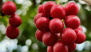 Sedaforte kosttillskott, 60 tabletter, med citronmeliss, humle, kamomill och schisandra för avslappning och sömn.